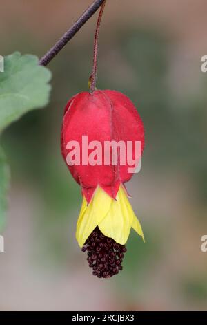 Abbandono finale - Abutilon megapotamicum sin. Callianthe megapotamica Foto Stock