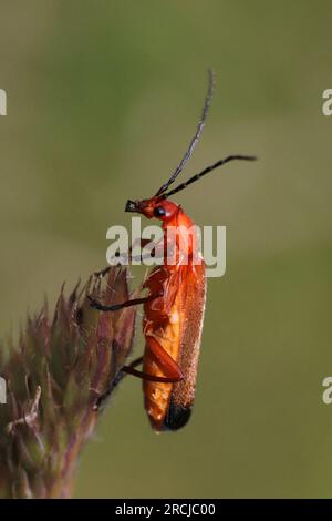 Scarabei rossi comuni per soldato (Rhagonycha fulva) Foto Stock