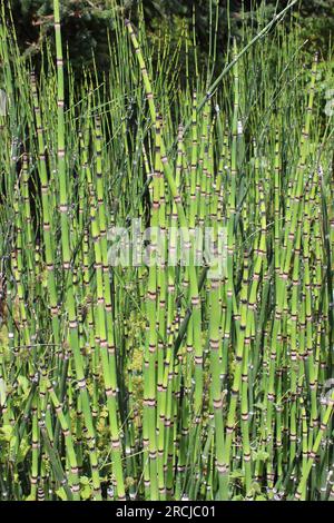 Horsetail Hisetum Hyemale Foto Stock