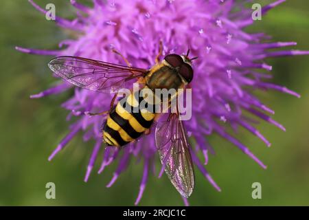 Hoverfly Syrphus ribesii che si nutrono di Fiore Foto Stock