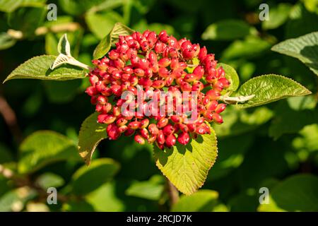 Bacche luminose di Viburnum lantana (pianta Wayfarer). Ritratto naturale ravvicinato delle piante in fiore in un bel sole estivo Foto Stock