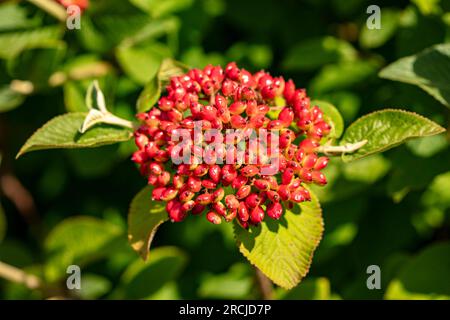 Bacche luminose di Viburnum lantana (pianta Wayfarer). Ritratto naturale ravvicinato delle piante in fiore in un bel sole estivo Foto Stock