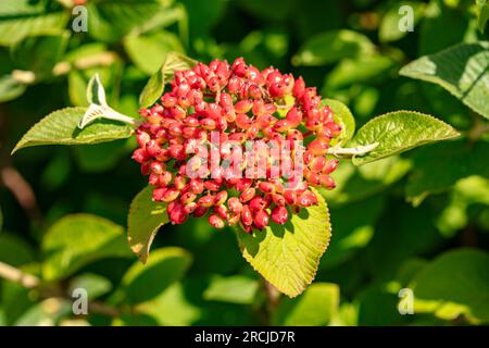 Bacche luminose di Viburnum lantana (pianta Wayfarer). Ritratto naturale ravvicinato delle piante in fiore in un bel sole estivo Foto Stock