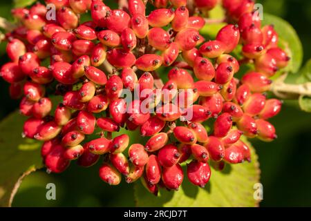 Bacche luminose di Viburnum lantana (pianta Wayfarer). Ritratto naturale ravvicinato delle piante in fiore in un bel sole estivo Foto Stock