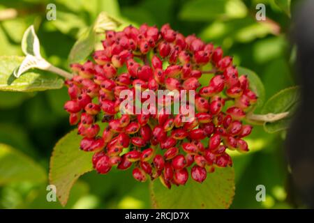 Bacche luminose di Viburnum lantana (pianta Wayfarer). Ritratto naturale ravvicinato delle piante in fiore in un bel sole estivo Foto Stock