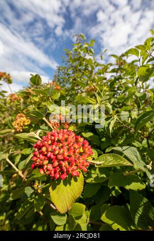 Bacche luminose di Viburnum lantana (pianta Wayfarer). Ritratto naturale ravvicinato delle piante in fiore in un bel sole estivo Foto Stock