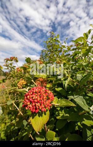 Bacche luminose di Viburnum lantana (pianta Wayfarer). Ritratto naturale ravvicinato delle piante in fiore in un bel sole estivo Foto Stock