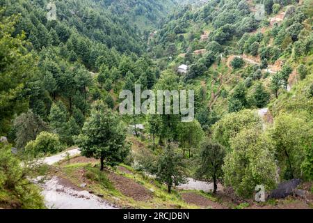 Foresta di cedri himalayani o deodar sulla montagna della valle di Swat, Pakistan Foto Stock