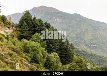 Splendida vista della foresta di cedri nella catena montuosa, della valle della palude, del Pakistan. Foto Stock