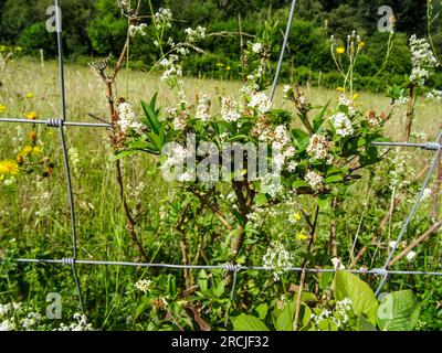 Ravvicinato paesaggio naturale e intimo di fiori di Hawthorne che crescono aggrovigliati in una recinzione di filo spinato. Immagine solare ad alta risoluzione con spazio negativo Foto Stock