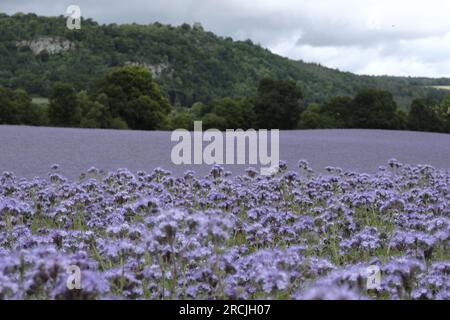 Denholm, Regno Unito. 15 luglio 2023. Coltivazioni agricole, Phacelia, tappezzano i campi vicino a Denholm, ai confini scozzesi. La coltura utilizzata come terreno per migliorare il concime verde. Una specie annuale. Phacelia è efficace nel prevenire la lisciviazione dell'azoto e nel sopprimere le erbacce, grazie alla sua rapida costituzione. Sebbene non sia nota come una specie con radici profonde, la sua zona densa di radici poco profonde è molto buona per condizionare i 3-4 cm superiori di terreno. Credito: Rob Gray/Alamy Live News Foto Stock