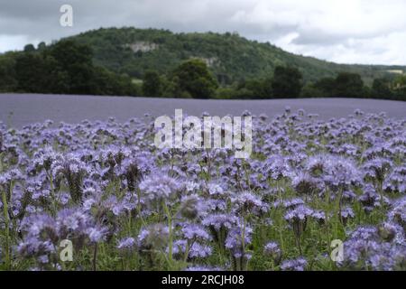 Denholm, Regno Unito. 15 luglio 2023. Coltivazioni agricole, Phacelia, tappezzano i campi vicino a Denholm, ai confini scozzesi. La coltura utilizzata come terreno per migliorare il concime verde. Una specie annuale. Phacelia è efficace nel prevenire la lisciviazione dell'azoto e nel sopprimere le erbacce, grazie alla sua rapida costituzione. Sebbene non sia nota come una specie con radici profonde, la sua zona densa di radici poco profonde è molto buona per condizionare i 3-4 cm superiori di terreno. Credito: Rob Gray/Alamy Live News Foto Stock