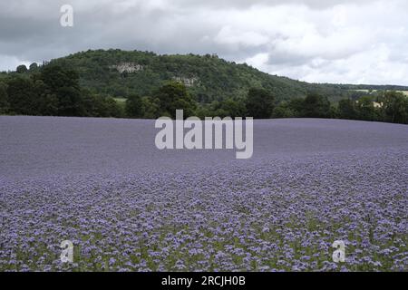 Denholm, Regno Unito. 15 luglio 2023. Coltivazioni agricole, Phacelia, tappezzano i campi vicino a Denholm, ai confini scozzesi. La coltura utilizzata come terreno per migliorare il concime verde. Una specie annuale. Phacelia è efficace nel prevenire la lisciviazione dell'azoto e nel sopprimere le erbacce, grazie alla sua rapida costituzione. Sebbene non sia nota come una specie con radici profonde, la sua zona densa di radici poco profonde è molto buona per condizionare i 3-4 cm superiori di terreno. Credito: Rob Gray/Alamy Live News Foto Stock