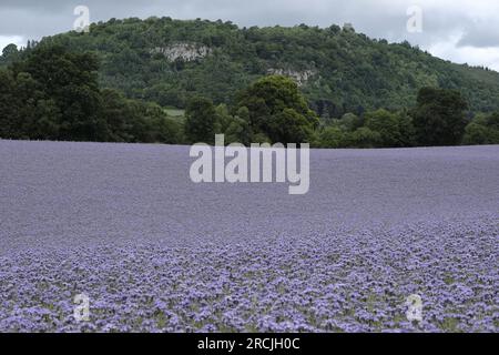 Denholm, Regno Unito. 15 luglio 2023. Coltivazioni agricole, Phacelia, tappezzano i campi vicino a Denholm, ai confini scozzesi. La coltura utilizzata come terreno per migliorare il concime verde. Una specie annuale. Phacelia è efficace nel prevenire la lisciviazione dell'azoto e nel sopprimere le erbacce, grazie alla sua rapida costituzione. Sebbene non sia nota come una specie con radici profonde, la sua zona densa di radici poco profonde è molto buona per condizionare i 3-4 cm superiori di terreno. Credito: Rob Gray/Alamy Live News Foto Stock