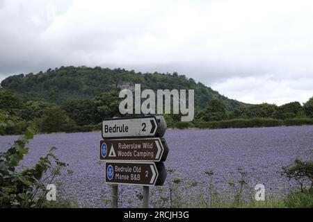 Denholm, Regno Unito. 15 luglio 2023. Coltivazioni agricole, Phacelia, tappezzano i campi vicino a Denholm, ai confini scozzesi. La coltura utilizzata come terreno per migliorare il concime verde. Una specie annuale. Phacelia è efficace nel prevenire la lisciviazione dell'azoto e nel sopprimere le erbacce, grazie alla sua rapida costituzione. Sebbene non sia nota come una specie con radici profonde, la sua zona densa di radici poco profonde è molto buona per condizionare i 3-4 cm superiori di terreno. Credito: Rob Gray/Alamy Live News Foto Stock