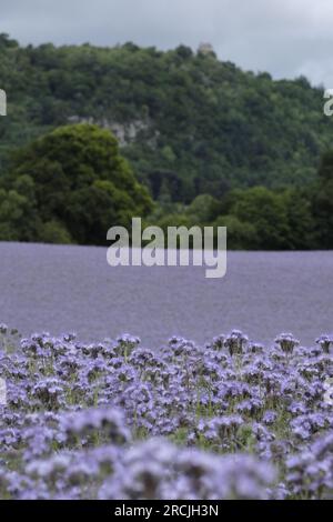 Denholm, Regno Unito. 15 luglio 2023. Coltivazioni agricole, Phacelia, tappezzano i campi vicino a Denholm, ai confini scozzesi. La coltura utilizzata come terreno per migliorare il concime verde. Una specie annuale. Phacelia è efficace nel prevenire la lisciviazione dell'azoto e nel sopprimere le erbacce, grazie alla sua rapida costituzione. Sebbene non sia nota come una specie con radici profonde, la sua zona densa di radici poco profonde è molto buona per condizionare i 3-4 cm superiori di terreno. Credito: Rob Gray/Alamy Live News Foto Stock