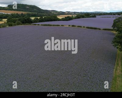 Denholm, Regno Unito. 15 luglio 2023. Coltivazioni agricole, Phacelia, tappezzano i campi vicino a Denholm, ai confini scozzesi. La coltura utilizzata come terreno per migliorare il concime verde. Una specie annuale. Phacelia è efficace nel prevenire la lisciviazione dell'azoto e nel sopprimere le erbacce, grazie alla sua rapida costituzione. Sebbene non sia nota come una specie con radici profonde, la sua zona densa di radici poco profonde è molto buona per condizionare i 3-4 cm superiori di terreno. Credito: Rob Gray/Alamy Live News Foto Stock