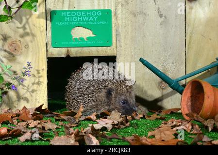 Hedgehog che cerca in giardino dopo il tramonto Foto Stock