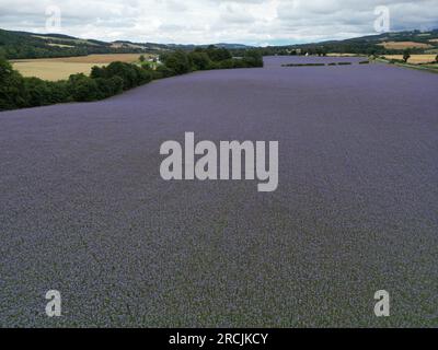 Denholm, Regno Unito. 15 luglio 2023. Coltivazioni agricole, Phacelia, tappezzano i campi vicino a Denholm, ai confini scozzesi. La coltura utilizzata come terreno per migliorare il concime verde. Una specie annuale. Phacelia è efficace nel prevenire la lisciviazione dell'azoto e nel sopprimere le erbacce, grazie alla sua rapida costituzione. Sebbene non sia nota come una specie con radici profonde, la sua zona densa di radici poco profonde è molto buona per condizionare i 3-4 cm superiori di terreno. Credito: Rob Gray/Alamy Live News Foto Stock