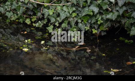 Giovane serpente d'erba che nuota nel fiume. Alias serpente rinchiuso, serpente d'acqua, Natrix natrix. Foto Stock