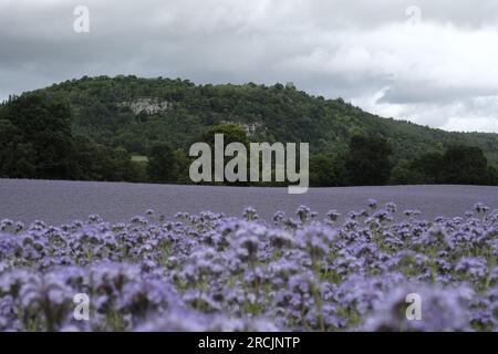 Denholm, Regno Unito. 15 luglio 2023. Coltivazioni agricole, Phacelia, tappezzano i campi vicino a Denholm, ai confini scozzesi. La coltura utilizzata come terreno per migliorare il concime verde. Una specie annuale. Phacelia è efficace nel prevenire la lisciviazione dell'azoto e nel sopprimere le erbacce, grazie alla sua rapida costituzione. Sebbene non sia nota come una specie con radici profonde, la sua zona densa di radici poco profonde è molto buona per condizionare i 3-4 cm superiori di terreno. Credito: Rob Gray/Alamy Live News Foto Stock