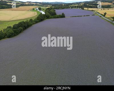 Denholm, Regno Unito. 15 luglio 2023. Coltivazioni agricole, Phacelia, tappezzano i campi vicino a Denholm, ai confini scozzesi. La coltura utilizzata come terreno per migliorare il concime verde. Una specie annuale. Phacelia è efficace nel prevenire la lisciviazione dell'azoto e nel sopprimere le erbacce, grazie alla sua rapida costituzione. Sebbene non sia nota come una specie con radici profonde, la sua zona densa di radici poco profonde è molto buona per condizionare i 3-4 cm superiori di terreno. Credito: Rob Gray/Alamy Live News Foto Stock