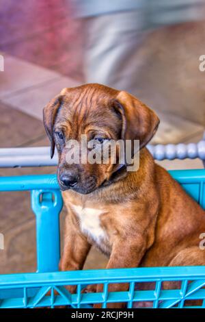 il cucciolo di rhodesian ridgeback in un carrello al centro commerciale era originariamente pane in africa per cacciare i leoni Foto Stock