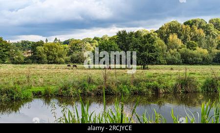 Wey Navigation e Basingstoke Canal l'intero percorso blocca la pista ciclabile delle barche dei canali Foto Stock