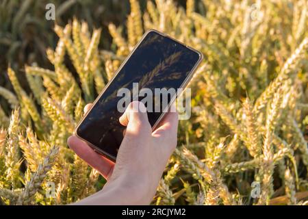 La mano di un giovane con un cellulare che fotografa un orecchio di grano in un campo Foto Stock