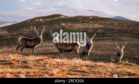 Red Deer Stags nelle Highlands Foto Stock