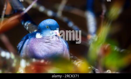 Piccione di legno in un albero con la luce del sole sulle sue piume Foto Stock