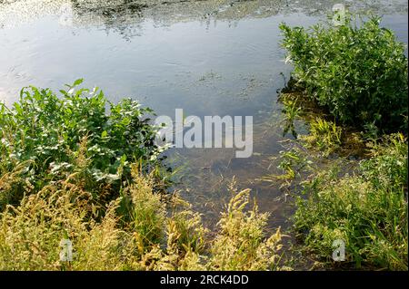 Dorney, Buckinghamshire, Regno Unito. 16 giugno 2023. Parte di un giardino residenziale sulla Eton Wick Road che torna su Roundmoor Ditch vicino a Dorney Common è stata sott'acqua per un paio di settimane (nella foto). Thames Water dice che non è un loro problema e i residenti sono sempre più frustrati, soprattutto perché si dice che ci sia un "puzzo di acque reflue" proveniente dall'acqua la sera. Le acque del Tamigi possono essere scaricate nel Roundmoor Ditch, ma secondo i loro registri l'ultimo scarico è avvenuto nel gennaio di quest'anno. Credito: Maureen McLean/Alamy Foto Stock