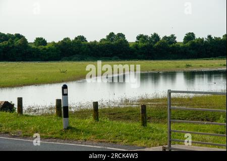 Dorney, Buckinghamshire, Regno Unito. 16 giugno 2023. Un nuovo lago di acque alluvionali è apparso su Dorney Common. Il terreno è utilizzato per il pascolo del bestiame, il che significa che alcuni bovini soffrono ora di problemi ai piedi a causa delle condizioni calpestabili. Credito: Maureen McLean/Alamy Foto Stock