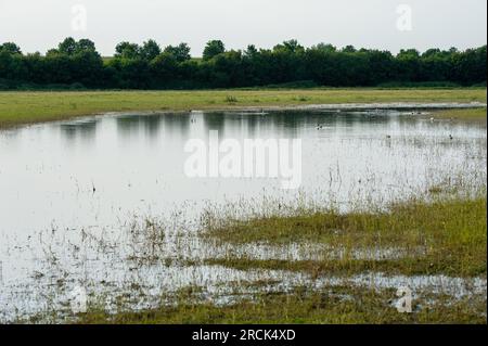 Dorney, Buckinghamshire, Regno Unito. 16 giugno 2023. Un nuovo lago di acque alluvionali è apparso su Dorney Common. Il terreno è utilizzato per il pascolo del bestiame, il che significa che alcuni bovini soffrono ora di problemi ai piedi a causa delle condizioni calpestabili. Credito: Maureen McLean/Alamy Foto Stock