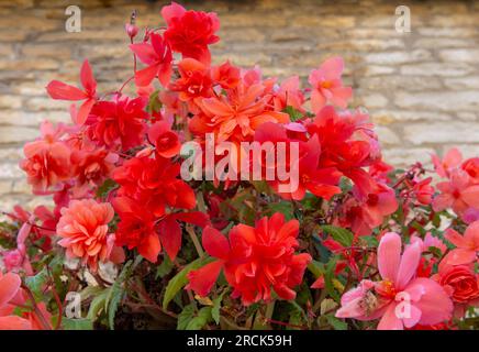 Begomia fiorita in rosso, presa a Castle Combe, Cotswolds, Inghilterra alla fine dell'estate, contro il vecchio muro di pietra Foto Stock