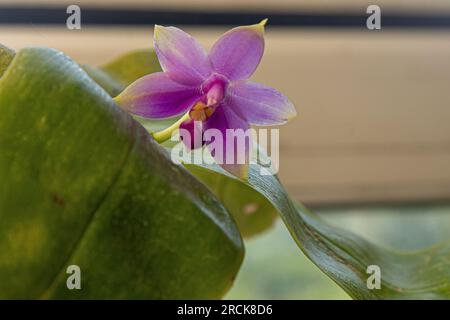 Orchidee bocciolo giallo viola. Sfondo di flora rosa orchidea. Impianto di Phalaenopsis. Delicato primo piano di fiori di foglie. Varietà rara. Foto Stock