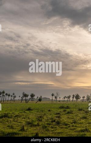 Ambiente naturale del Palmares de Rocha nell'Uruguay orientale. Foto Stock