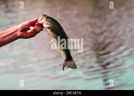 La mano e l'avambraccio di una persona che tiene in mano un basso a bocca bassa che ha appena preso. La sottile lenza da pesca è sullo sfondo. Foto Stock