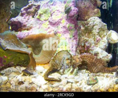 Cavallucci marini in un acquario luminoso con coralli sullo sfondo. Foto Stock