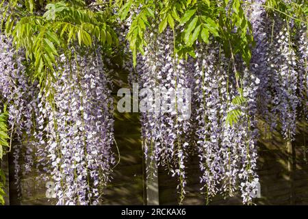 glicine fiorente un bellissimo albero prolifico con fiori viola profumati in racemi pendenti Foto Stock