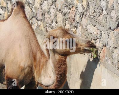 Cammello della Bactrian allo zoo. Durante l'estate Foto Stock