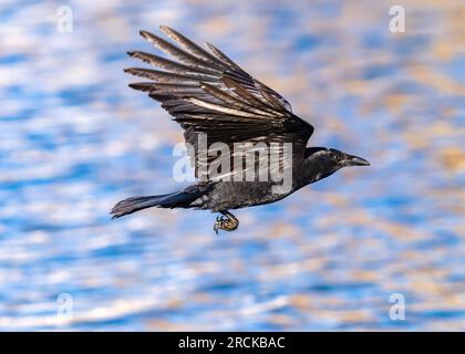 Un corvo americano che vola nell'aria con ali verticali contro un lago blu riflettente. Vista ravvicinata. Foto Stock