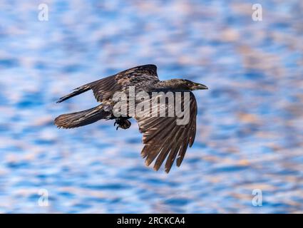 Un corvo americano scivola nell'aria contro un lago, visto da vicino. Foto Stock