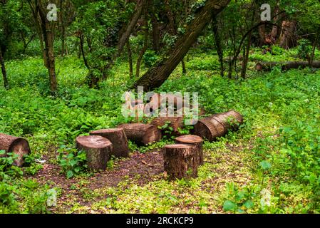 Tronchi di alberi marroni bagnati sull'erba. Foresta dopo aver piovuto. Foto Stock