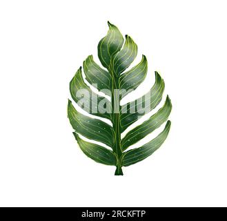 Foglia di Monterra Acquerello su sfondo bianco. Isolare Foto Stock