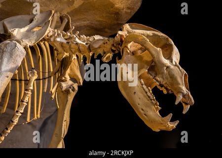 Cranio e scheletro di orso grotta, mostra museale, Entremont-le-Vieux, Francia Foto Stock