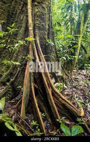 Contrafforti su alberi di fichi strangolanti, Ficus spp., parco nazionale Mulu foresta pluviale, Malesia Foto Stock