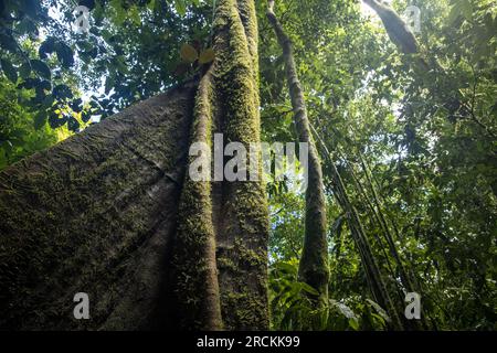 Contrafforti su alberi di fichi strangolanti, Ficus spp., parco nazionale Mulu foresta pluviale, Malesia Foto Stock