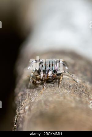 Formica giapponese Mimic Jumping Spider (Siler cupreus) che si nutre di formiche, Saltidae. Kobe, Giappone Foto Stock