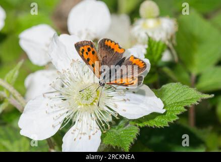 Farfalla di rame giapponese (Lycaena phlaeus daimio), Lycaenidae. Kobe, Giappone Foto Stock